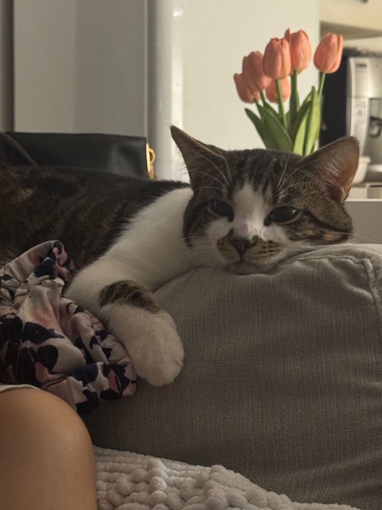 Cat looking for loving home