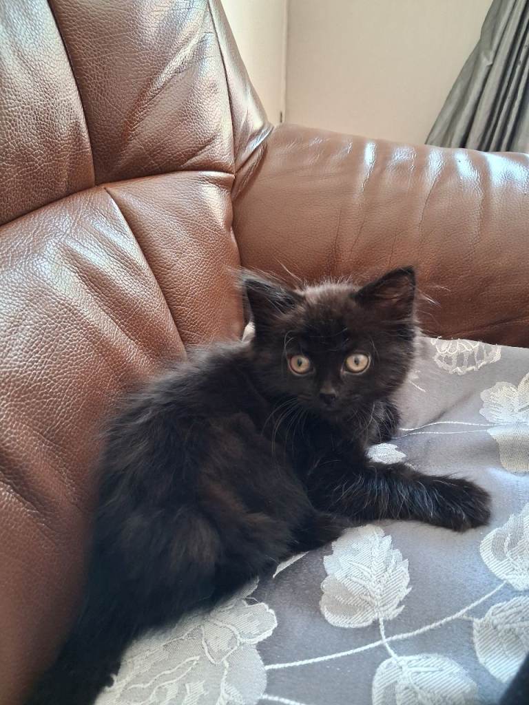  9 week old kitten Coco