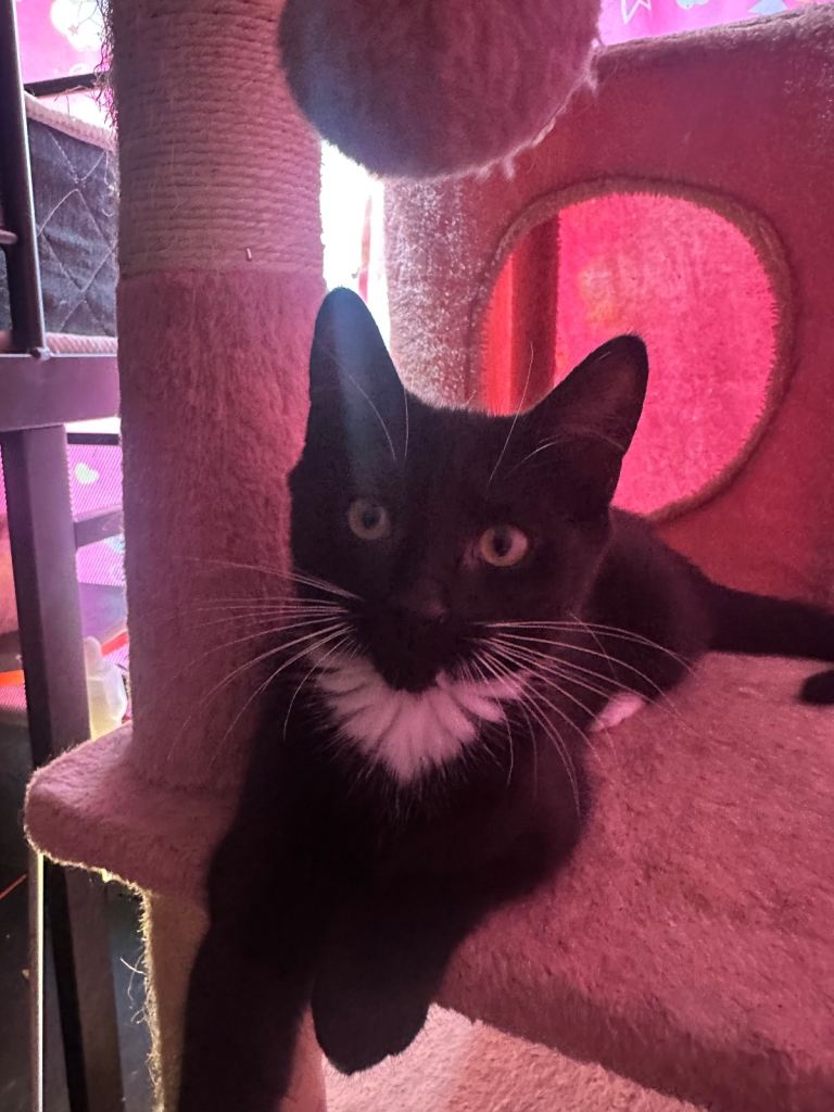 Adorable Black & White kittens Looking for Their Forever Home!