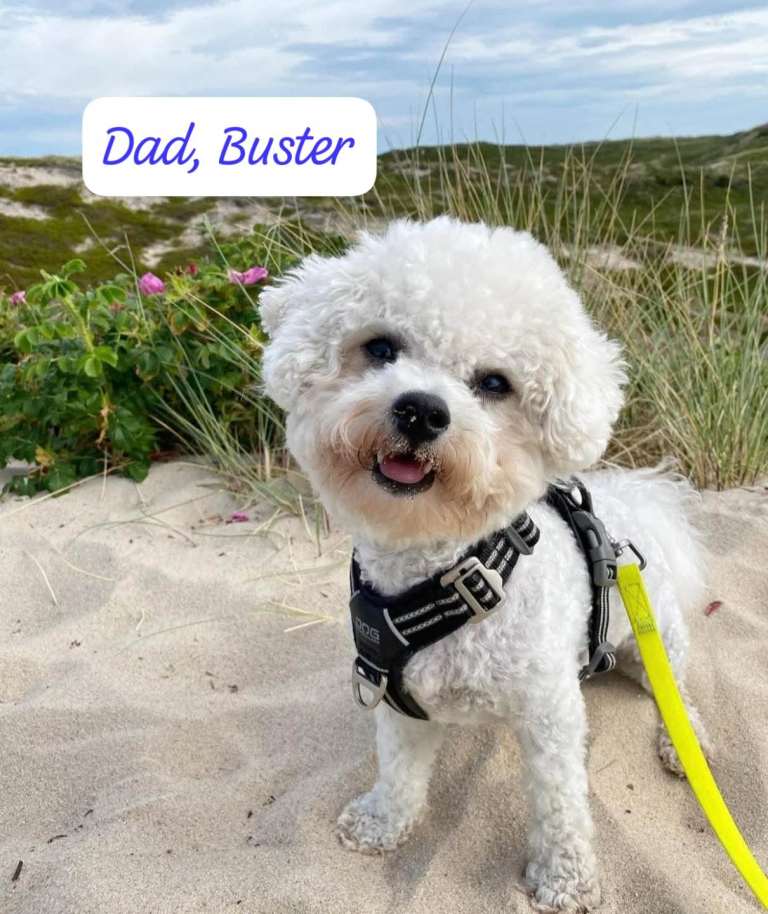 Adorable bichon puppies 