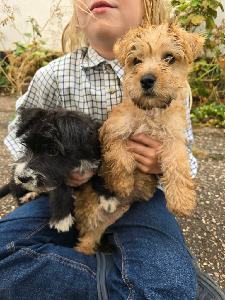 Two Gorgeous Girl Fox Terrier X Cairn Terrier Puppies