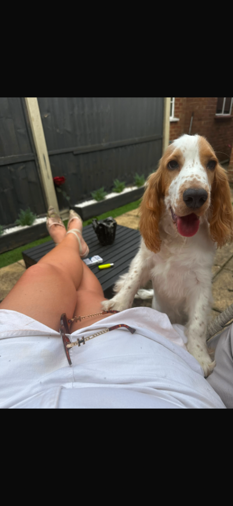Male cocker spaniel