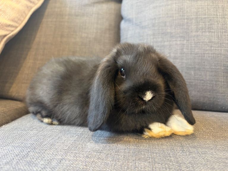 Baby bunny’s 