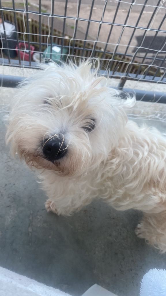 Rehoming 8 year old west highland terrier 