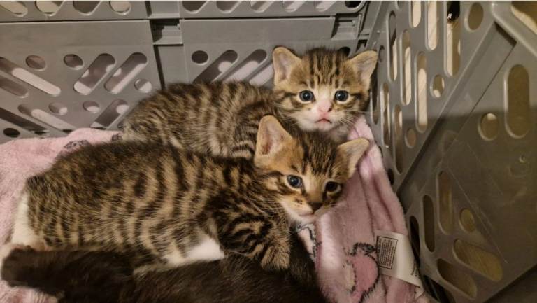 Beautiful Kittens - ALL PENDING DEPOSITS 