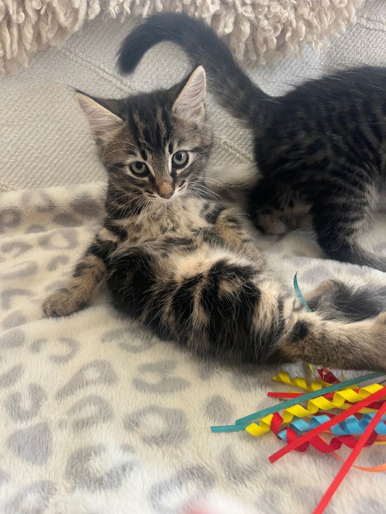🩵 ADORABLE MALE TABBY KITTENS LOOKING FOR A FOREVER HOME 🩵 READY NOW 