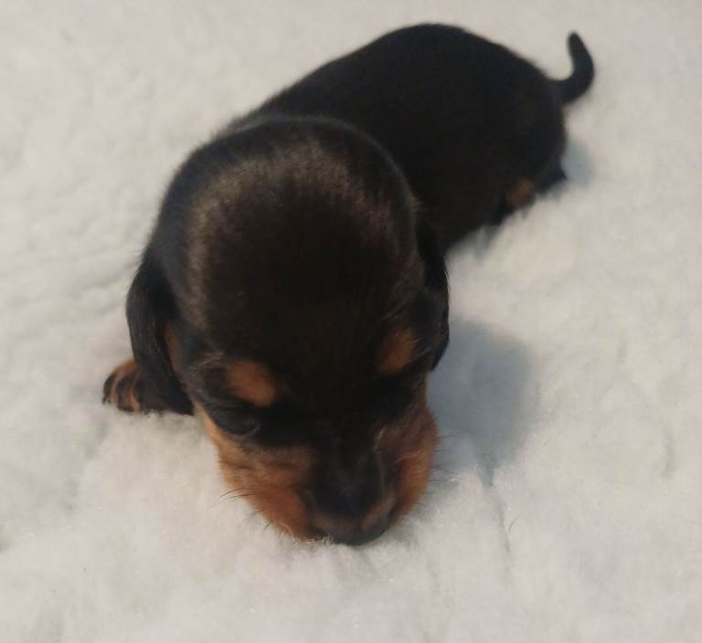 Miniature Dachshund Puppies