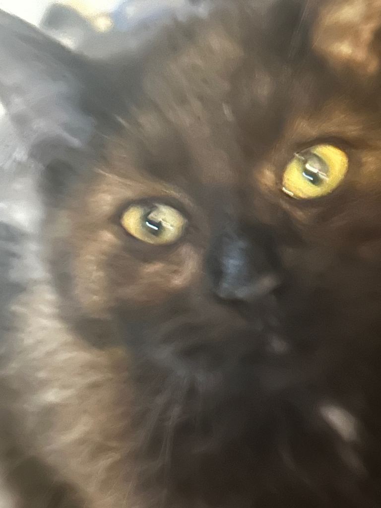 Blue x Siberian kitten 