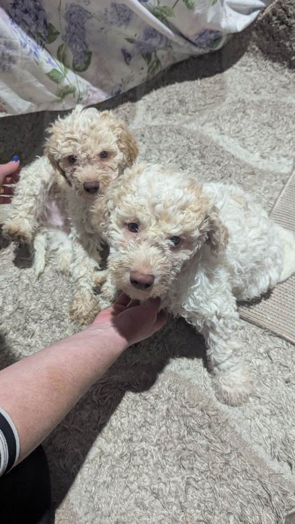 Lagotto romagnolo puppies 
