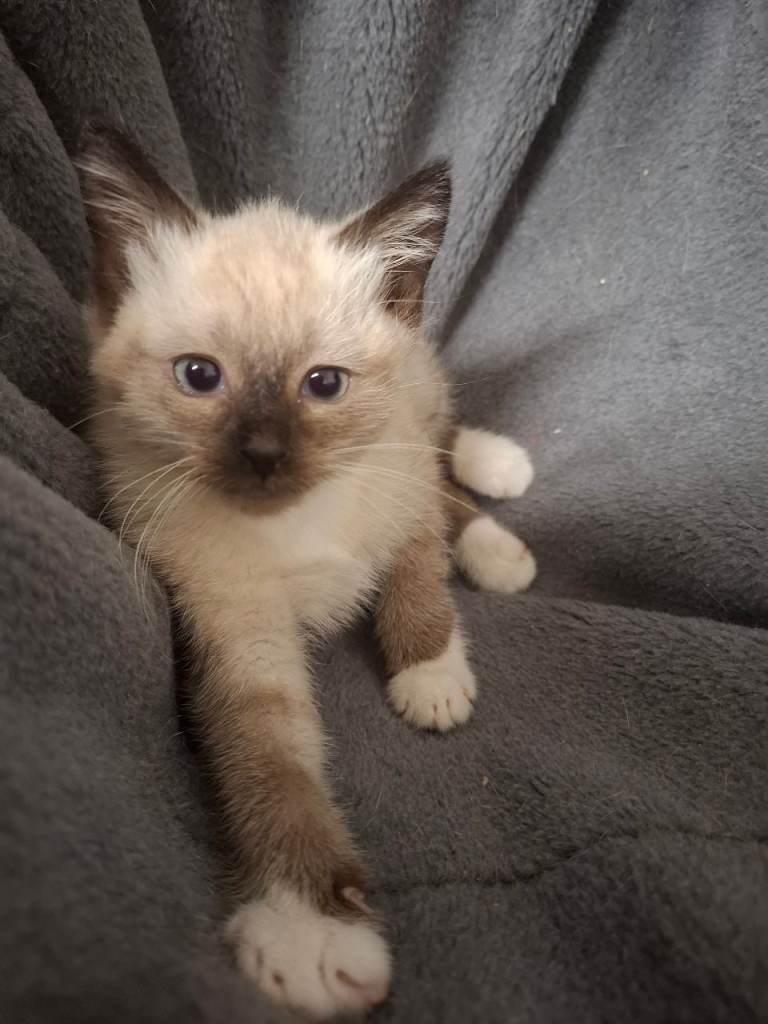 Kitten