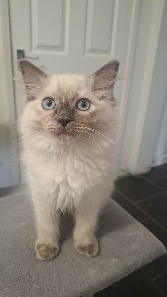 Ragdoll kittens available now!!