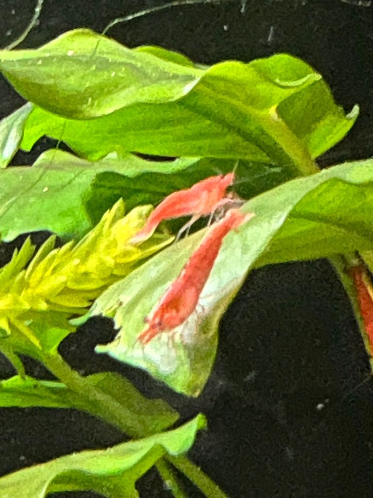 Red Cherry Shrimp available - Tropical Fish