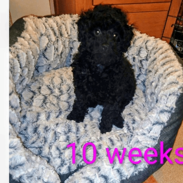Toy Poodle black girl