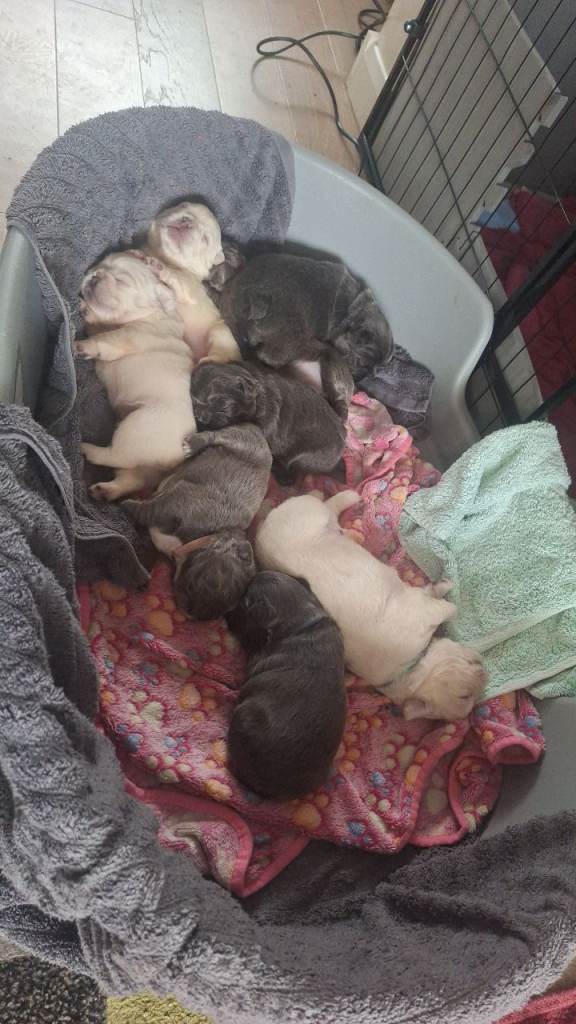 Fluffly French bulldog puppies