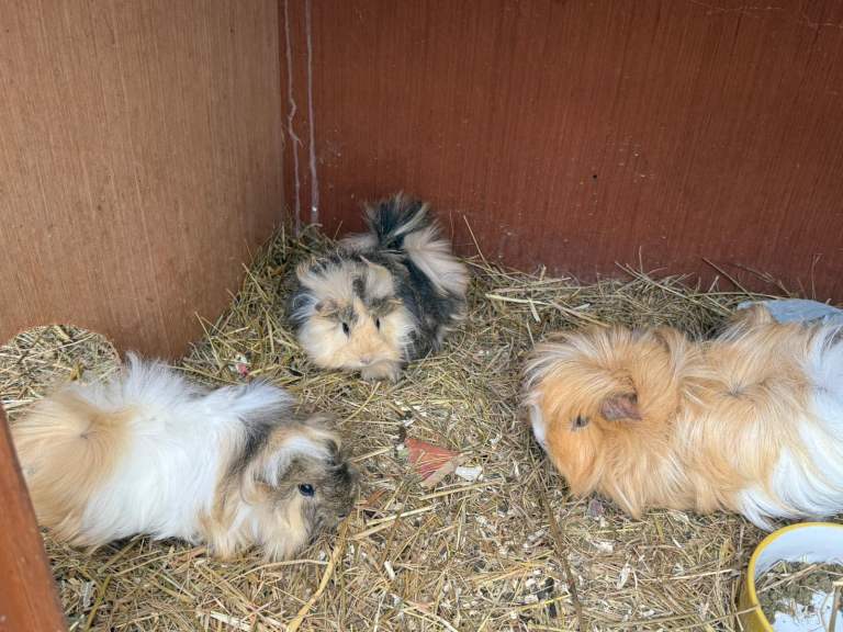Baby guinea pigs
