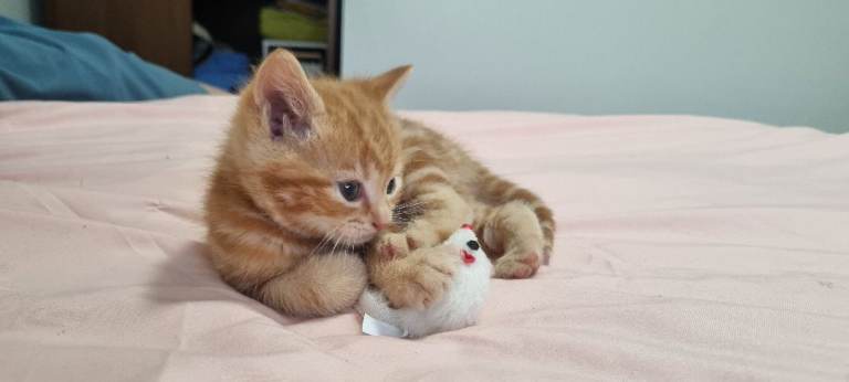 Adorable Ginger Tabby Kittens