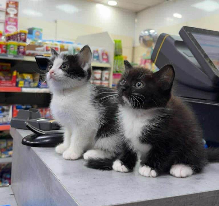 brother and sister kitten for sale