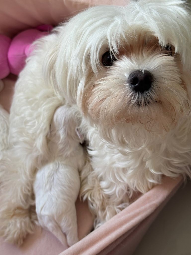 Korean Maltese Male Puppies – Ready for Their Forever Homes