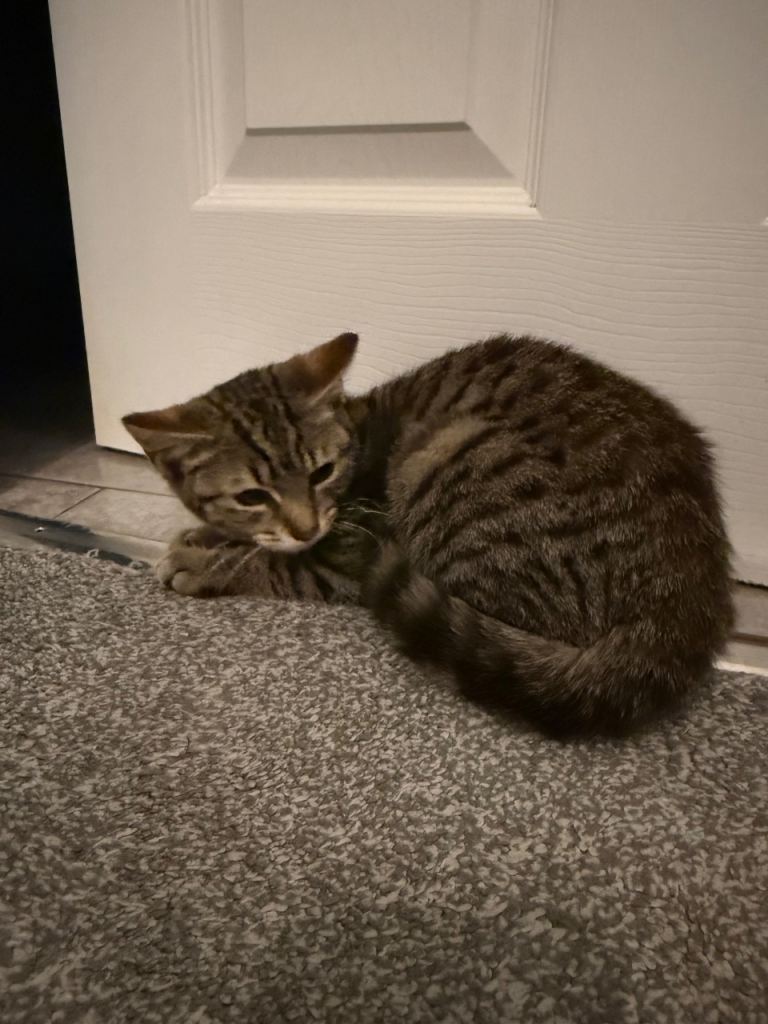 Female tabby for sale 