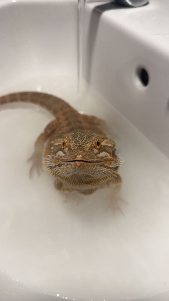 Bearded dragon and viv