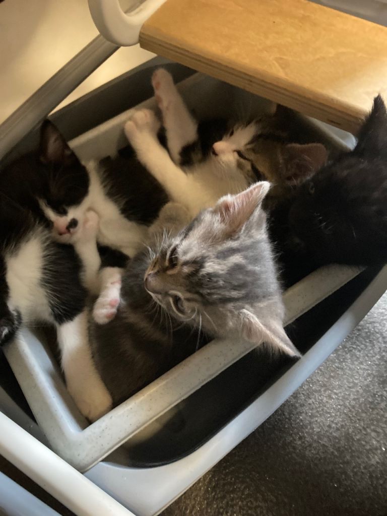 4 kittens 