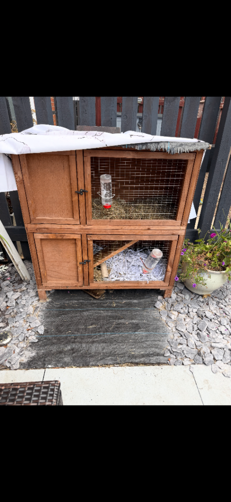 Rabbit for sale