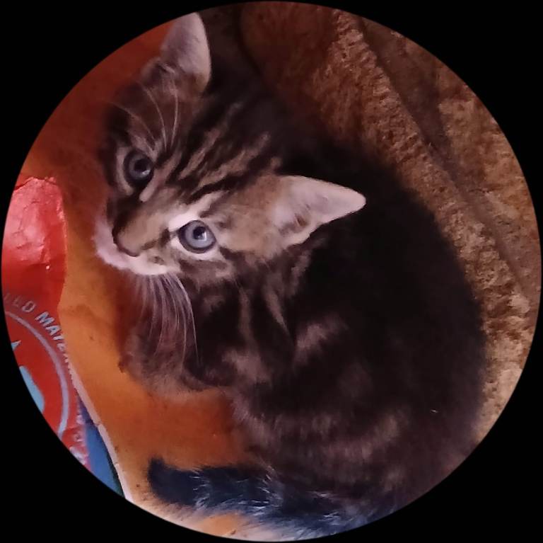 Kittens 