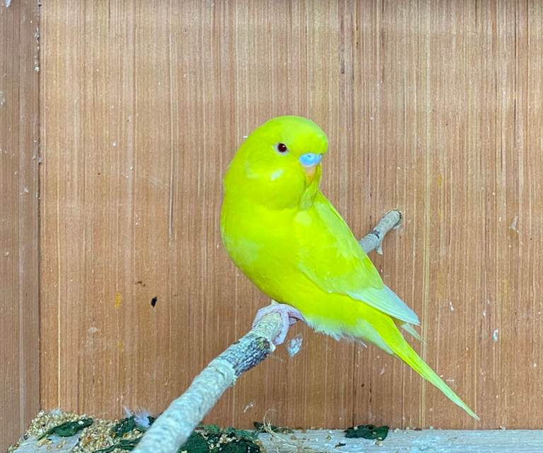 Quality Baby Budgies for sale 