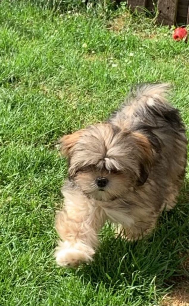 Lhasa pups , 2 boys available 