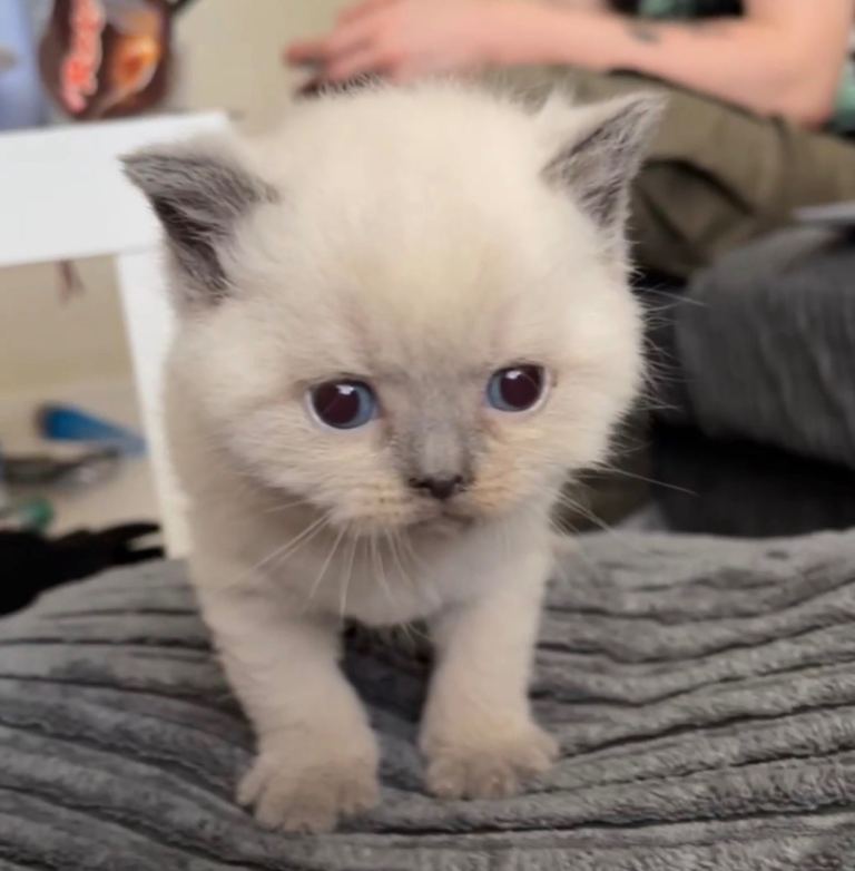 Rare GCCF BSH Blue Colourpoint Kittens