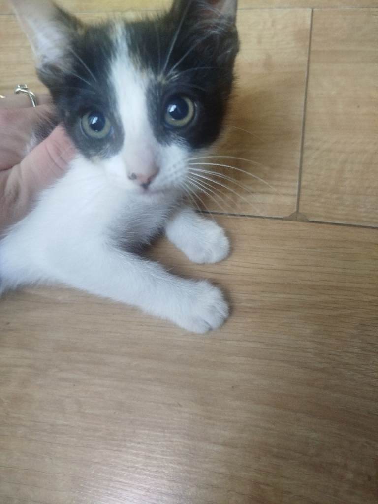 Beautiful kitten for good home 
