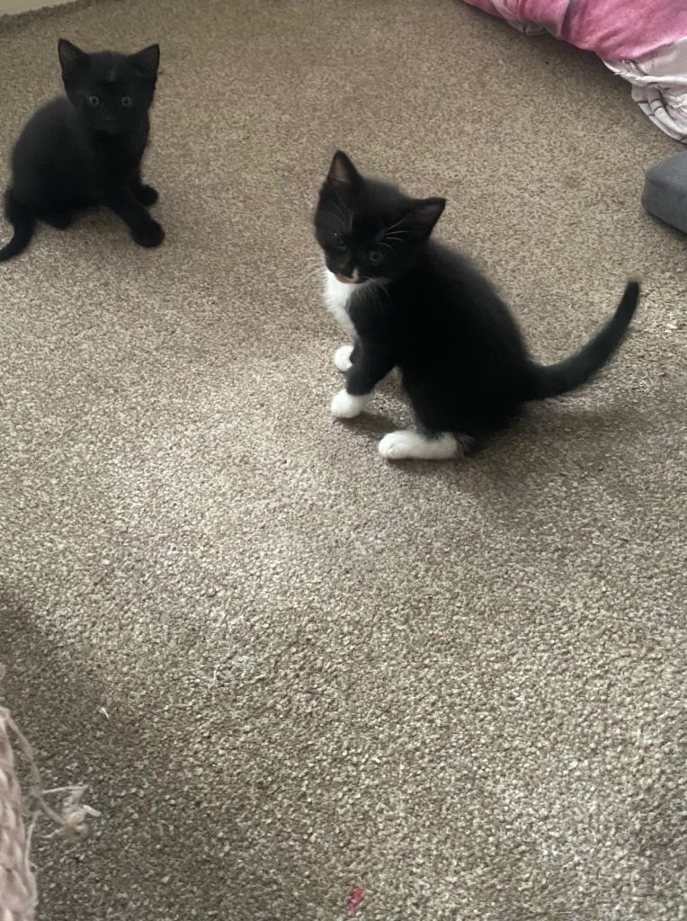 kittens