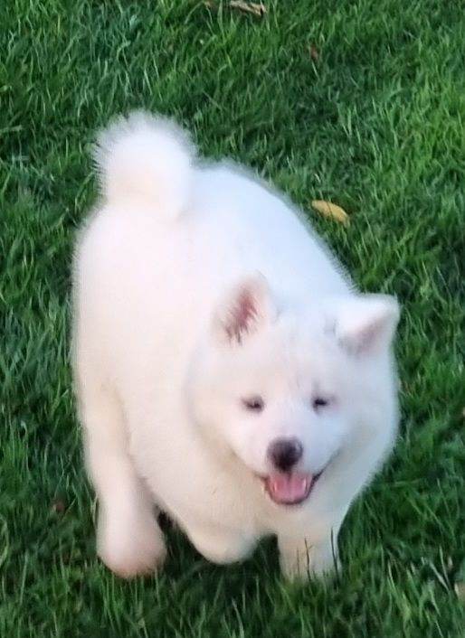 Akita pup READY 