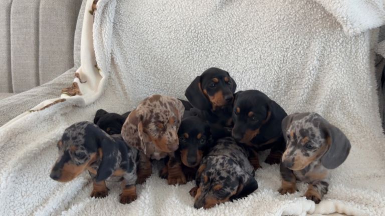 8 beautiful dachshund puppies ready now 