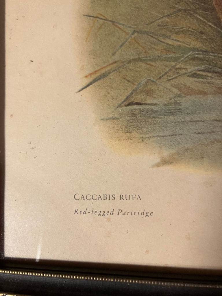 Pair of Black Gold Framed Archibald Thorburn Antique Prints