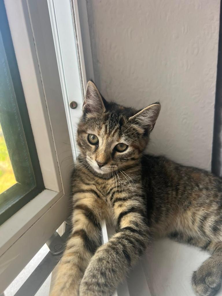Female cat for sale