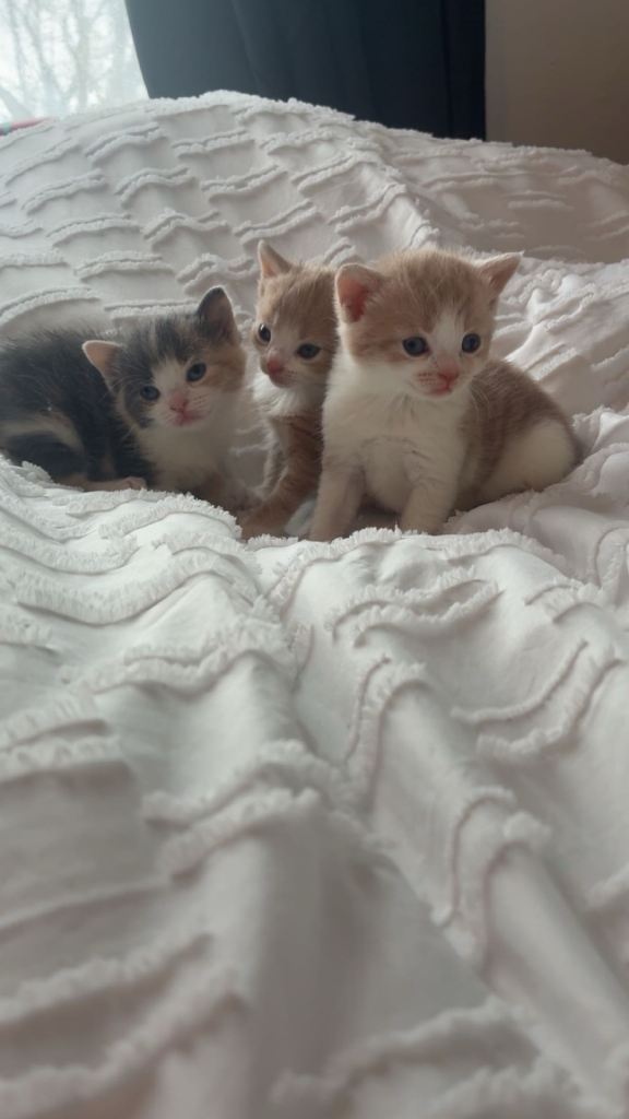 Kittens