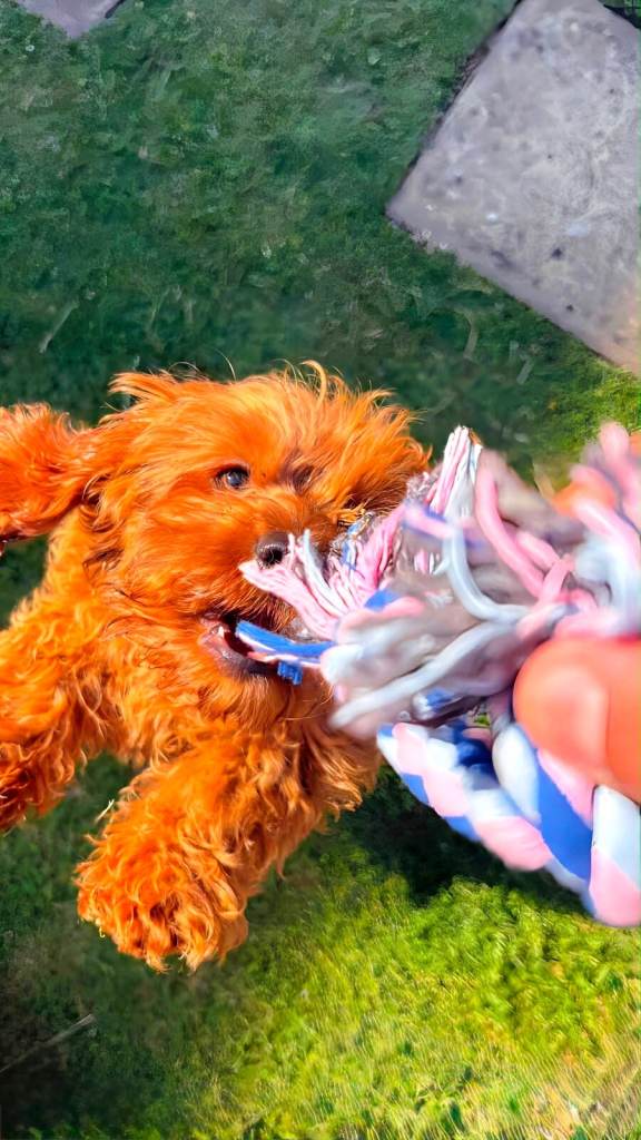 5 month old trained cavapoo 