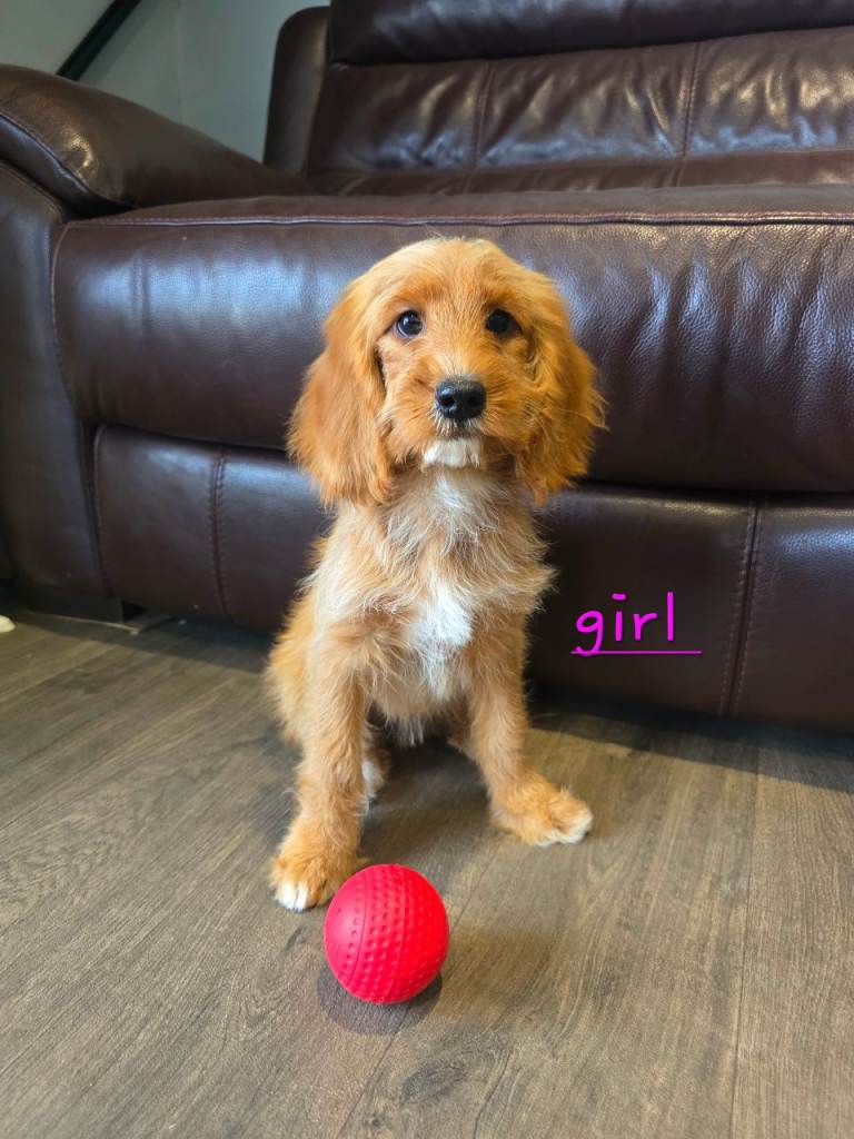 2 Adorable Cockapoo puppies for sale £700 💖🐾