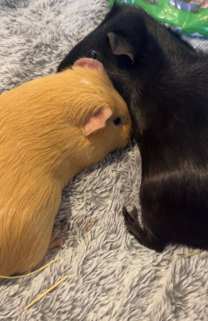 2 guinea pigs with cage 