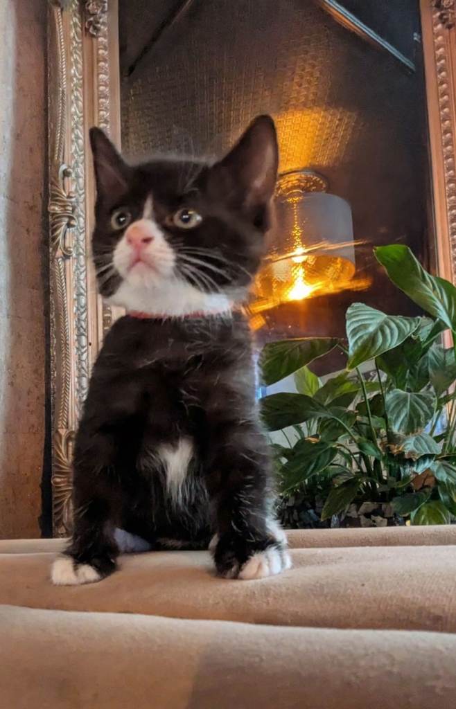 Male kittens 