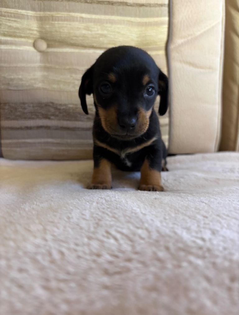 4 jackrussel x dachshund puppy’s 
