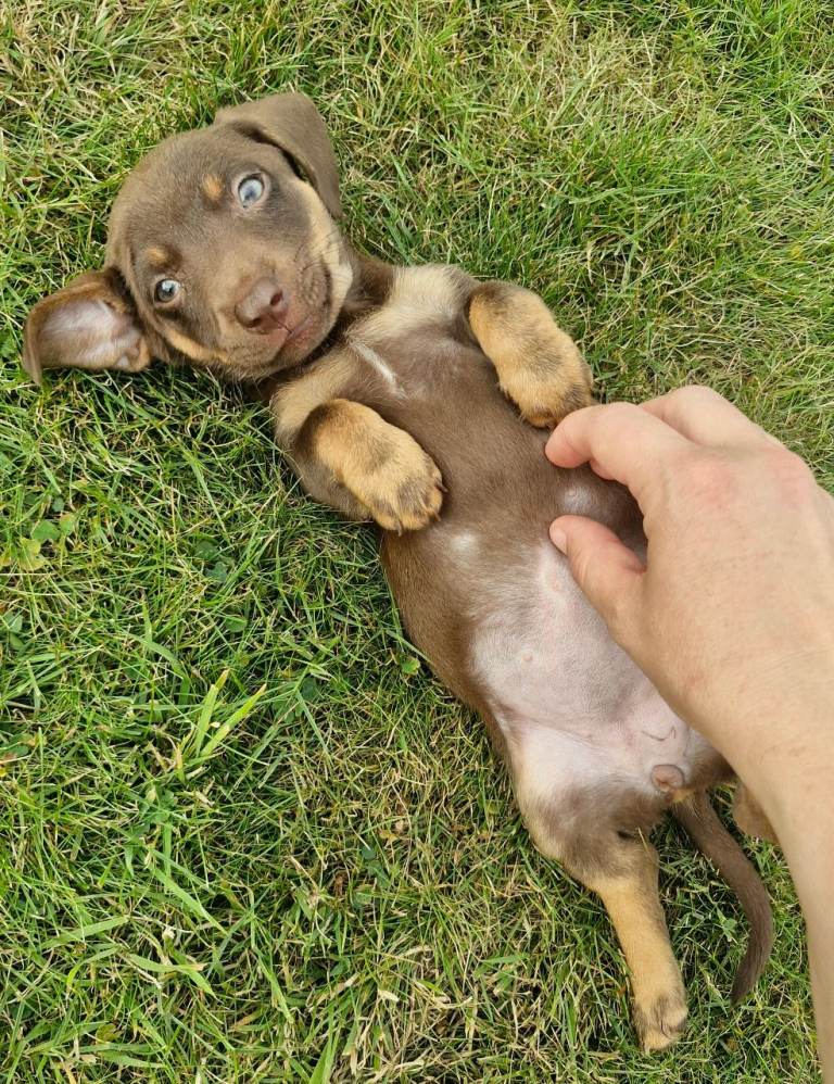 Top quality rare colours mini daxi-jack/jackshund puppies 