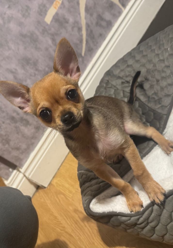 3 month old male chihuahua 