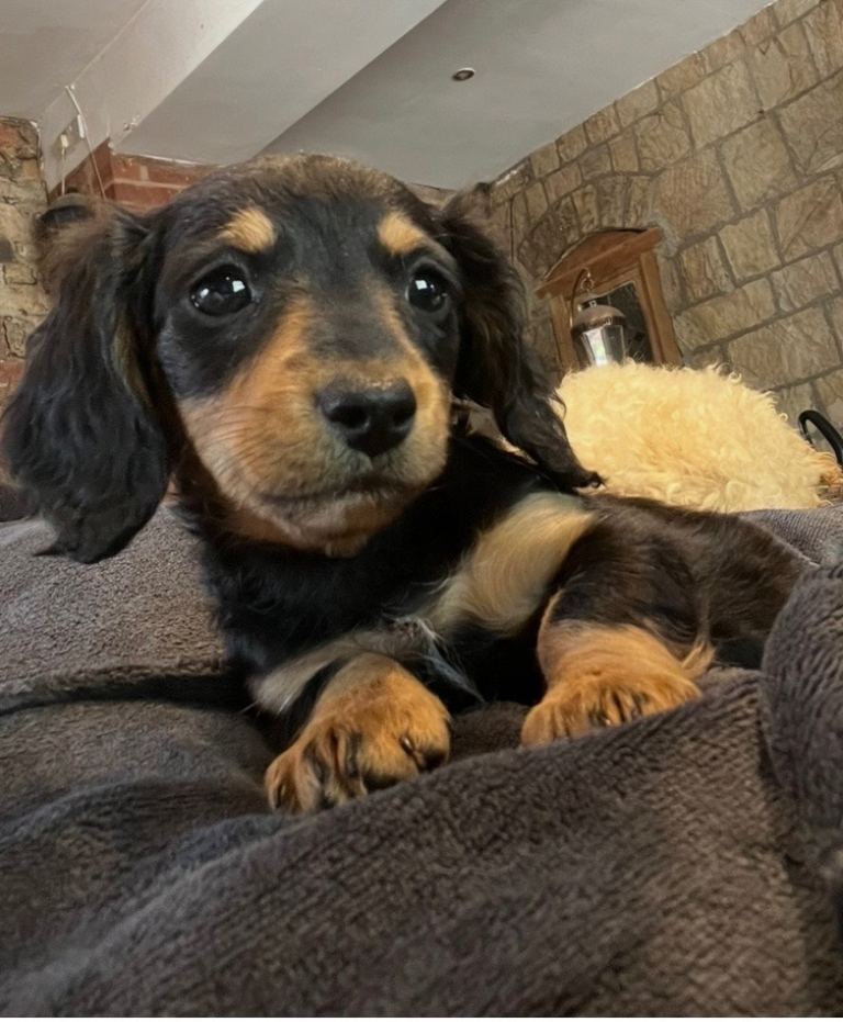 Miniature Dachshunds 