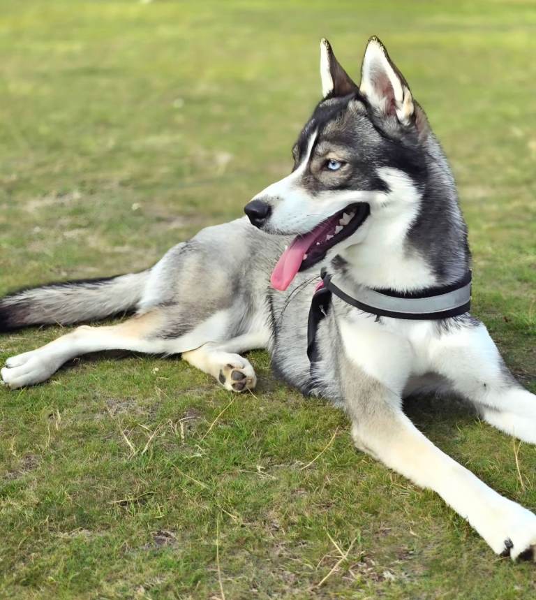 Mika my beautiful Pedigree Husky