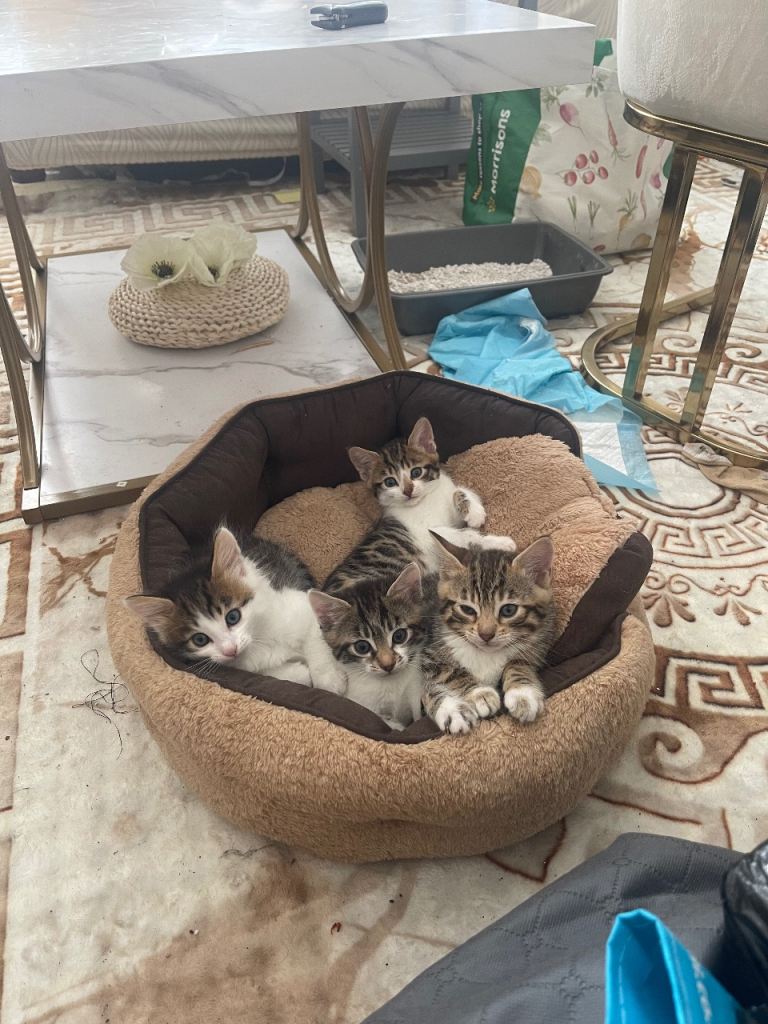 5 weeks old kittens for sale 