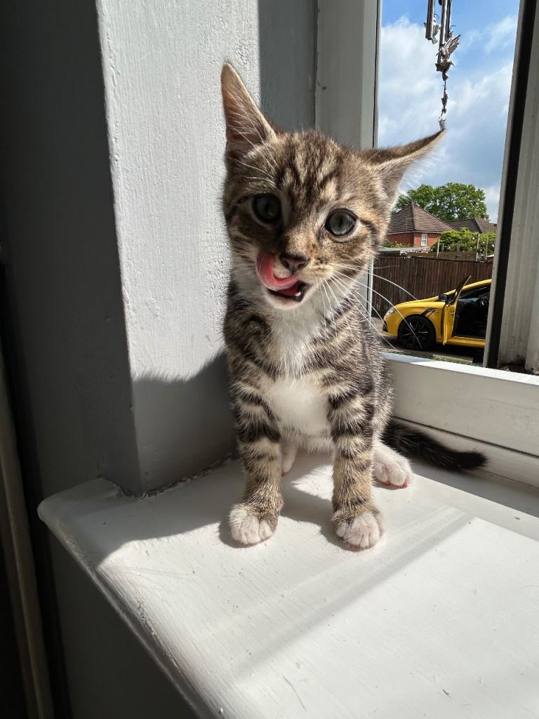 LAST ABYSSINIAN X KITTEN NEEDING HOME