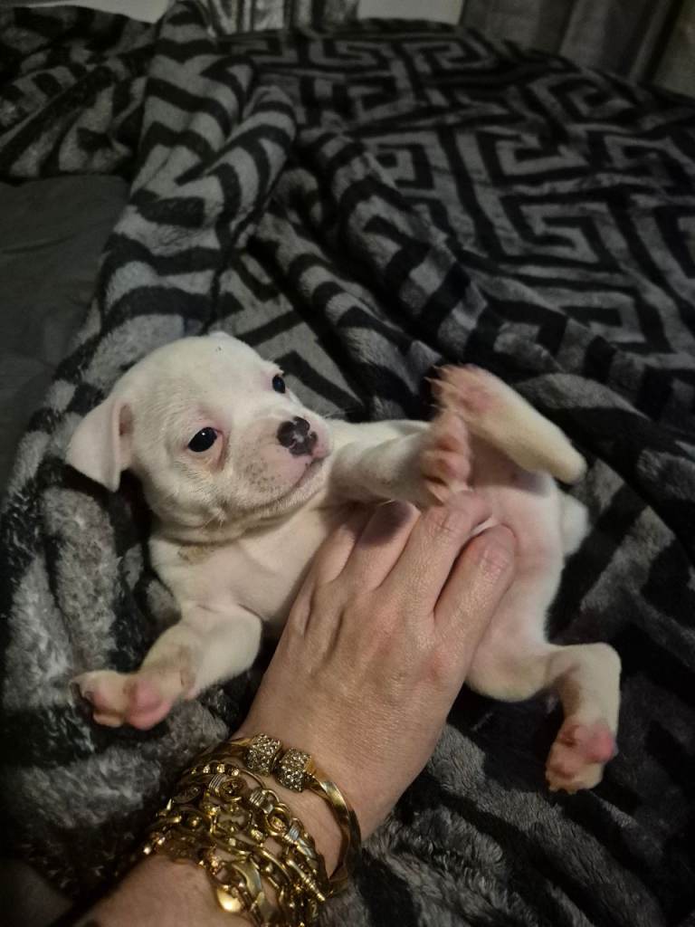 Staffie puppies kc reg