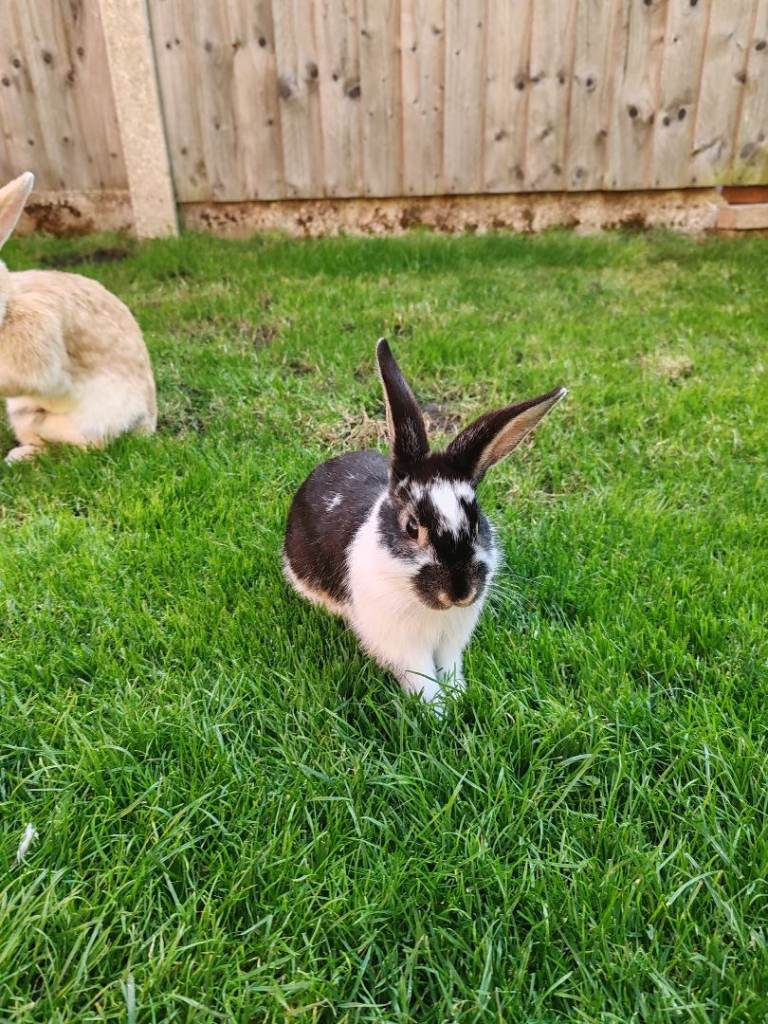 Beautiful baby rabbits 